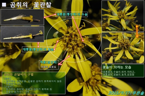 '곰취'라는 이름의 유래 일제의 잔재? 근대적 조선식물 연구?